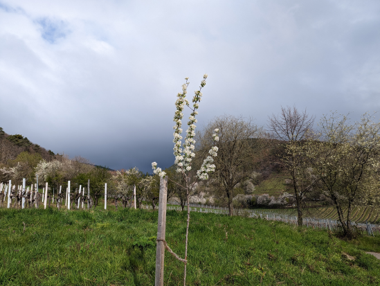 Hohe Loog, Neustadt
16. April 2023